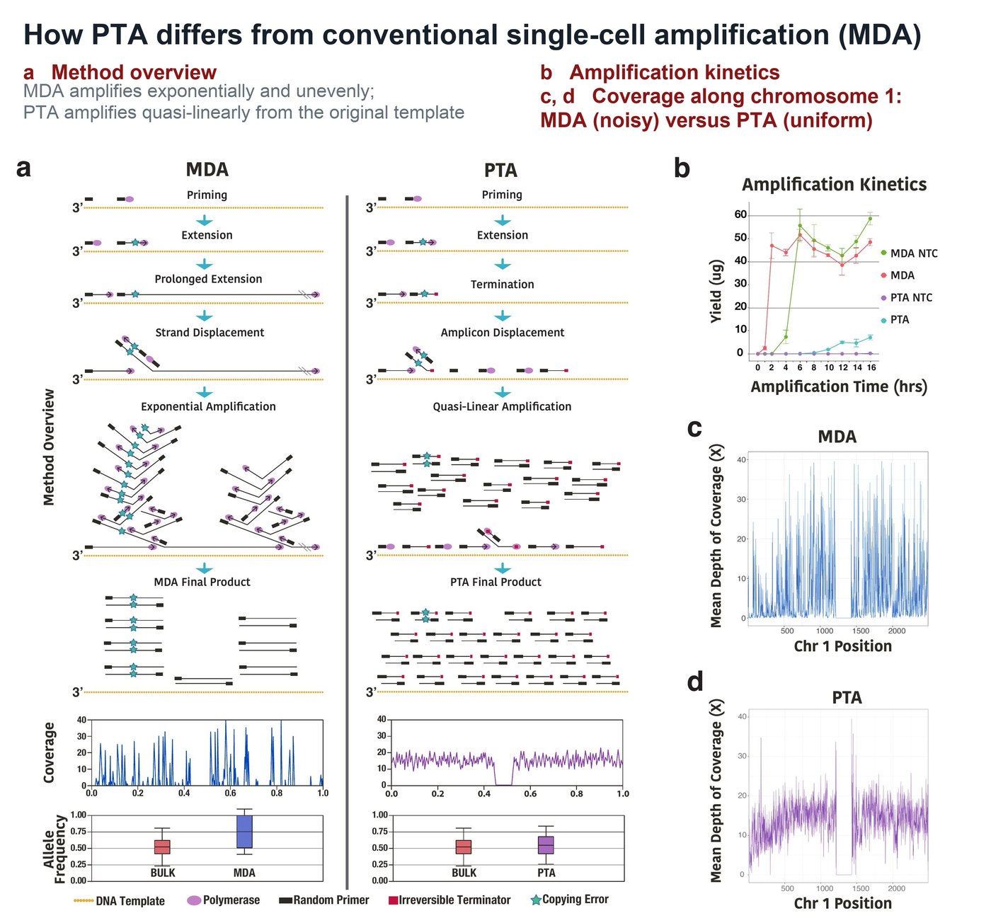 Overview of PTA: schematic comparing MDA and PTA amplification, amplification kinetics, and chromosome 1 coverage uniformity for MDA versus PTA