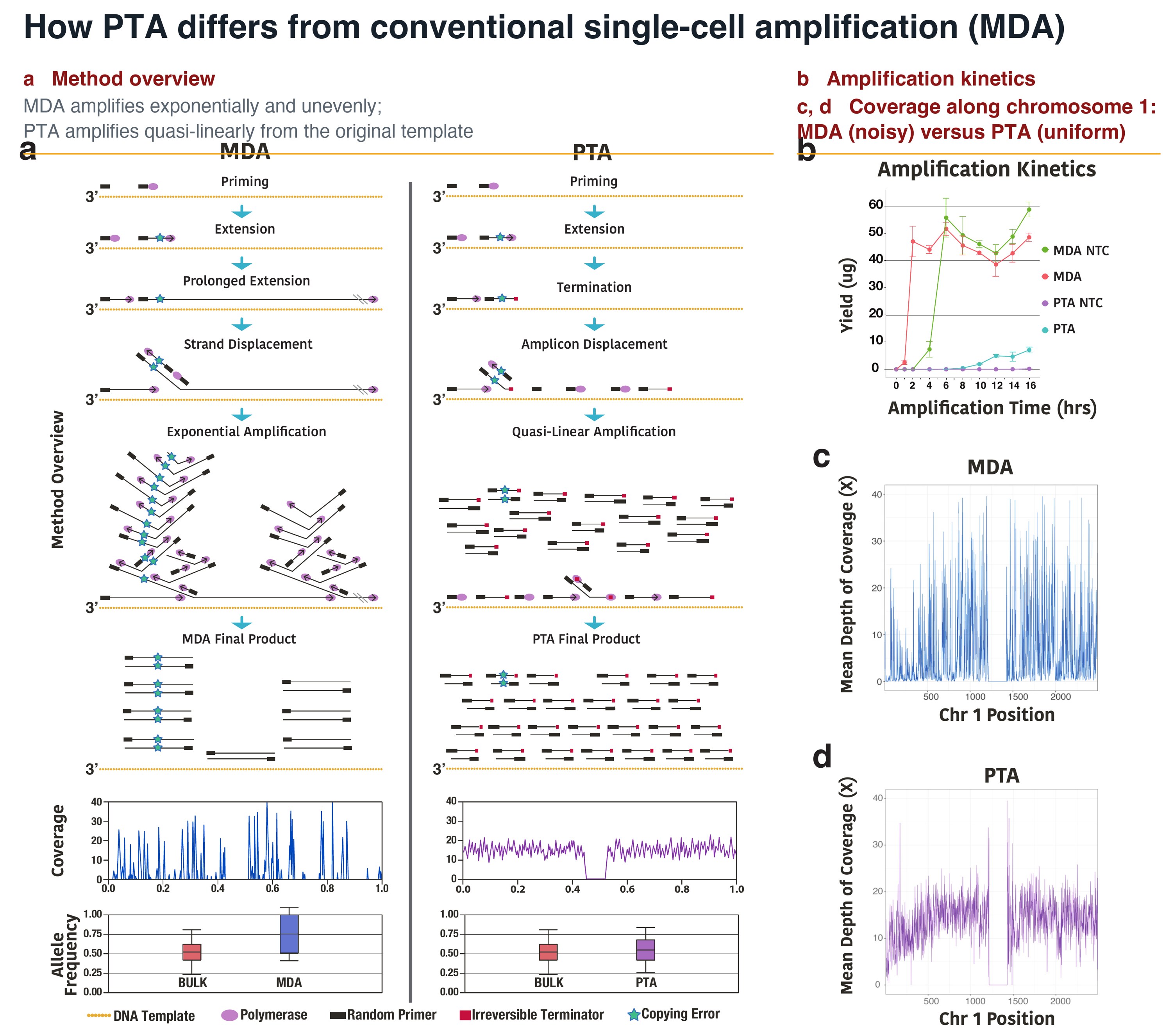 Overview of PTA: schematic comparing MDA and PTA amplification, amplification kinetics, and chromosome 1 coverage uniformity for MDA versus PTA